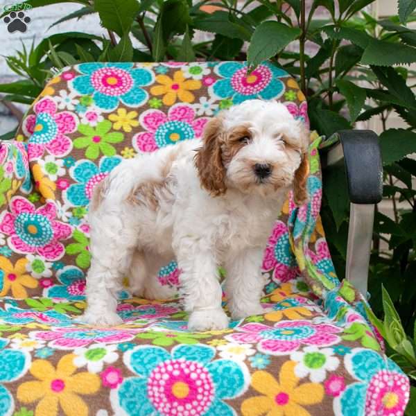 Ruthie, Mini Goldendoodle Puppy